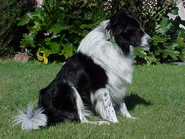 Mac the Border Collie